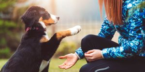 dog cbd oil